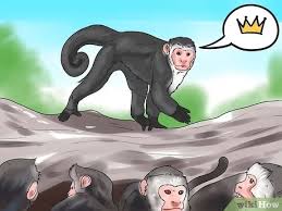 We did not find results for: How To Keep Capuchin Monkeys As Pets With Pictures Wikihow