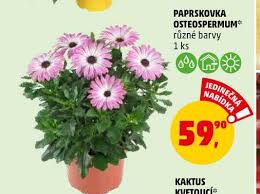 Image result for paprskovka obrázek