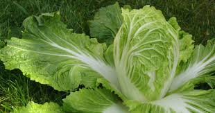 Aufgrund der gleichen schriftzeichen im chinesischen soll die wortherkunft aus dem kantonesischen nicht mit der chinesischen bezeichnung aus dem hochchinesisch für chinakohl brassica rapa subsp. Chinakohl Pflanzen Pflegen Ernten Mein Schoner Garten