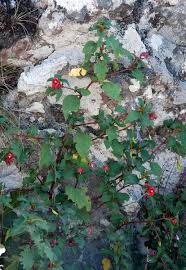 Image result for Impatiens salpinx