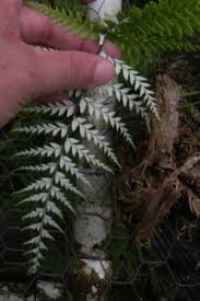 Image result for Pityrogramma