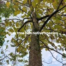 Image result for Combretum psidioides