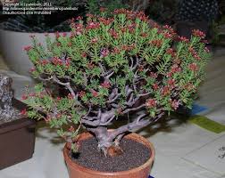 Image result for Crassula sarcocaulis