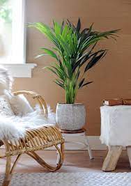Grosse palme wohnzimmer indeed lately has been hunted by users around us, perhaps one of you personally. Palmen Als Zimmerpflanzen Die Schonsten Arten Das Haus