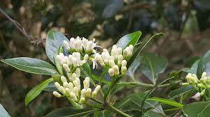 Image result for Psydrax subcordata