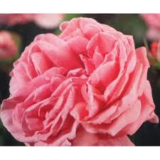 Maybe you would like to learn more about one of these? Climbing Rose Coral Dawn 3l Windlestone Nursery Garden Centre In Ferryhill Durham
