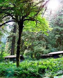 Check spelling or type a new query. Cabin Camping In Oregon Silver Falls Lodge Urban Bliss Life