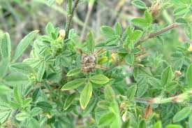 Image result for Stylosanthes