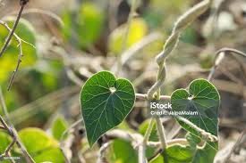 Image result for Pergularia