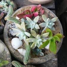 Garten dekoration mit fettpflanzen, kieselsteinen und holzwege. 35 Wundervolle Deko Ideen Fur Den Garten Mit Sukkulenten
