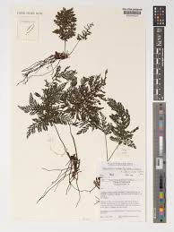 Image result for Abrodictyum rigidum