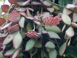 Tsangii Hoya Hoya Plants Cacti And Succulents Cactus Plants