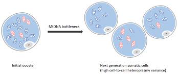 Mitochondria generate energy for cells to carry out activities. Molecules Free Full Text Recent Advances In Detecting Mitochondrial Dna Heteroplasmic Variations Html