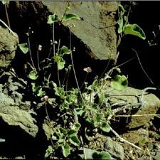 Image result for Commicarpus helenae