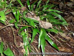 Image result for Vittaria elongata