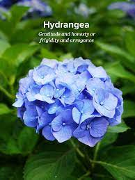 Blue hydrangea is an absolute breathtaking flower. Hydrangea Meaning Symbolism History Proflowers Hydrangea Beautiful Flowers Hydrangea Flower