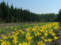 C'est ce qu'on appelle le forçage dans le jargon jardinier. Bulb Argence Producteur De Bulbes A Fleurs Pour Les Jardins Mediterraneens Pres De Nimes Gard
