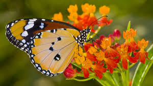 We did not find results for: The Most Beautiful Butterflies In The World Sfbkk