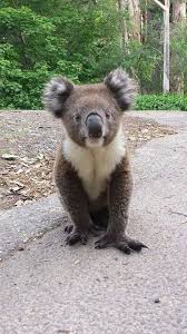 Pin By Sidnei Dyson On Animal Love 3 Animals Koala Animals Beautiful