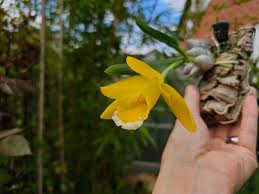 Image result for Cyrtorchis arcuata