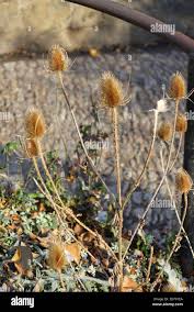 Image result for Scleria hispidula