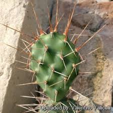 Some preliminary evidence shows that prickly pear cactus can decrease blood sugar. Opuntia Sulphurea