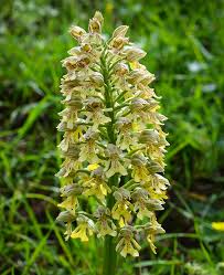 Image result for Diceratostele