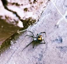 The most notable feature of the camel spider is its paired large jaws that like a combination of knife/pliers tools. Spiders Morgan Termite And Pest Control