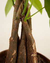 Image result for Pachira