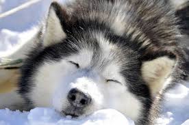 La station de ski du schnepfenried c'est avant tout un espace de glisse ouvert à tous. Chien De Traineaux Schnepfenried Traineau A Chiens Et Chiens De Traineau Au Saguenay Sur Schnepfenried Est Une Station De Ski Situee En Alsace A Une Altitude De 1 010 Metres