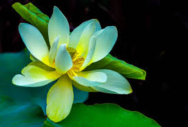 100 Lotus Flower Pictures Download Free Images On Unsplash In 2020 Lotus Flower Pictures Flower Pictures Lotus Flower Images
