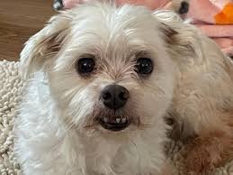 Dogs for Adoption Near 53029, WI