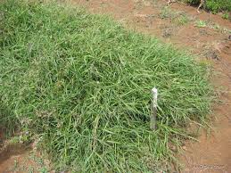 Image result for Panicum coloratum