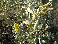 Image result for Rhynchosia holstii