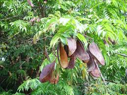 Image result for Erythrophleum