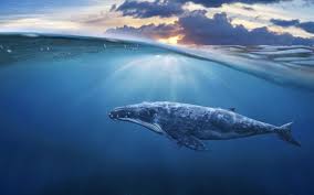 Blue whales like to not be desturbed by whalers and love to swim around in the deep blue sea but not around killer whales besause killer whales eat blue whales! Do All Whales Have Bumpy Skin Wonderopolis