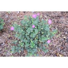 Image result for Geranium sanguineum Max Frei