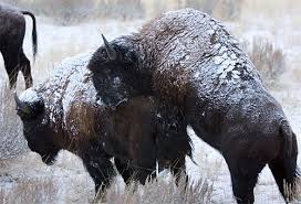 The oklahoma city thunder moved from seattle. This Is The New Oklahoma City Thunder Mascot The Lost Ogle
