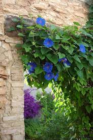 Morning Glories In Many Colors For The Trellis At The Garden Entry I Ll Plant Multiple Colors Can T Wait Morning Glory Flowers Trellis Plants Morning Glory
