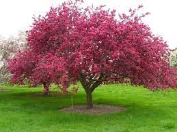 Honeycrisp apple trees reach a height of 14 to 18 feet and a width of 12 to 15 feet at maturity. Perfect Timing For Pruning Your Apple Tree
