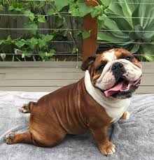 Upward Dog Cute Animals Baby Animals Funny Dog Lovers