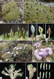 Image result for Oreophyton falcatum