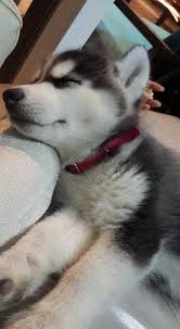 They're often mistaken for huskies, but malamutes are larger. Lumpy Cute Dogs Accessories Doginstagram Dogtraininghumor Cute Baby Dogs Cute Husky Puppies Cute Dogs