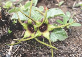 Image result for Macledium zeyheri