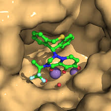 Image result for Isonema