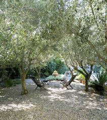 Oliviers Mediterranean Garden Design Mediterranean Garden Gravel Landscaping