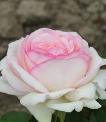 Crème rosé marginé de rose carminé, ses roses rondes et pleines au parfum léger s'épanouissent dans un tourbillon d'environ 70 pétales qui s'achève en un aimable désordre. Grimpant Pierre De Ronsard