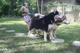 Check spelling or type a new query. Giant Alaskan Malamute Dog Breed Information And Photos