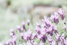 Maybe you would like to learn more about one of these? Flowers And Plants That Repel Bugs But Do They Work Get Green Be Well