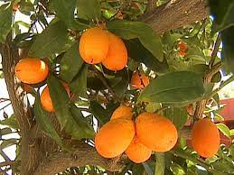 What are some easy fruit trees to grow? Growing Fruit In Containers Hgtv
